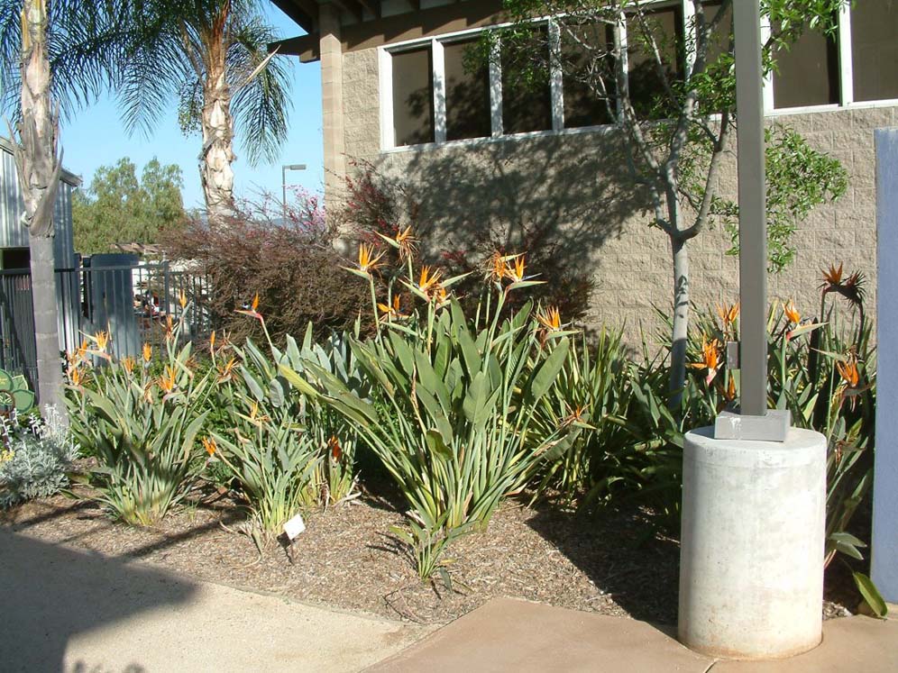 Bird of Paradise Flock