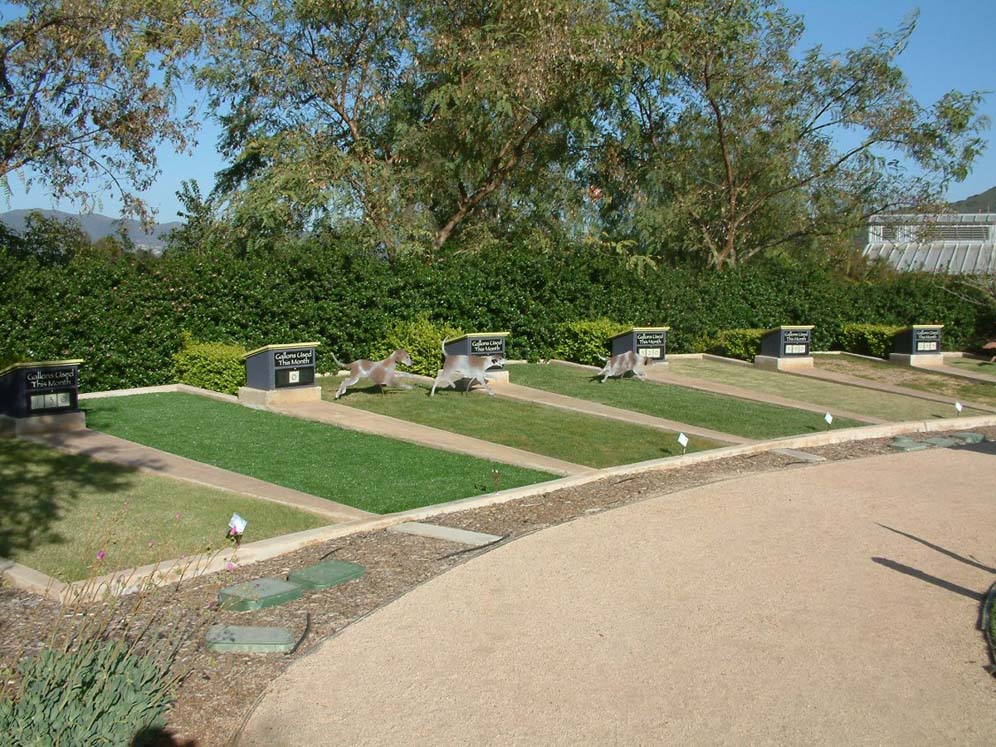 Comparing Turf Types for Water Savings