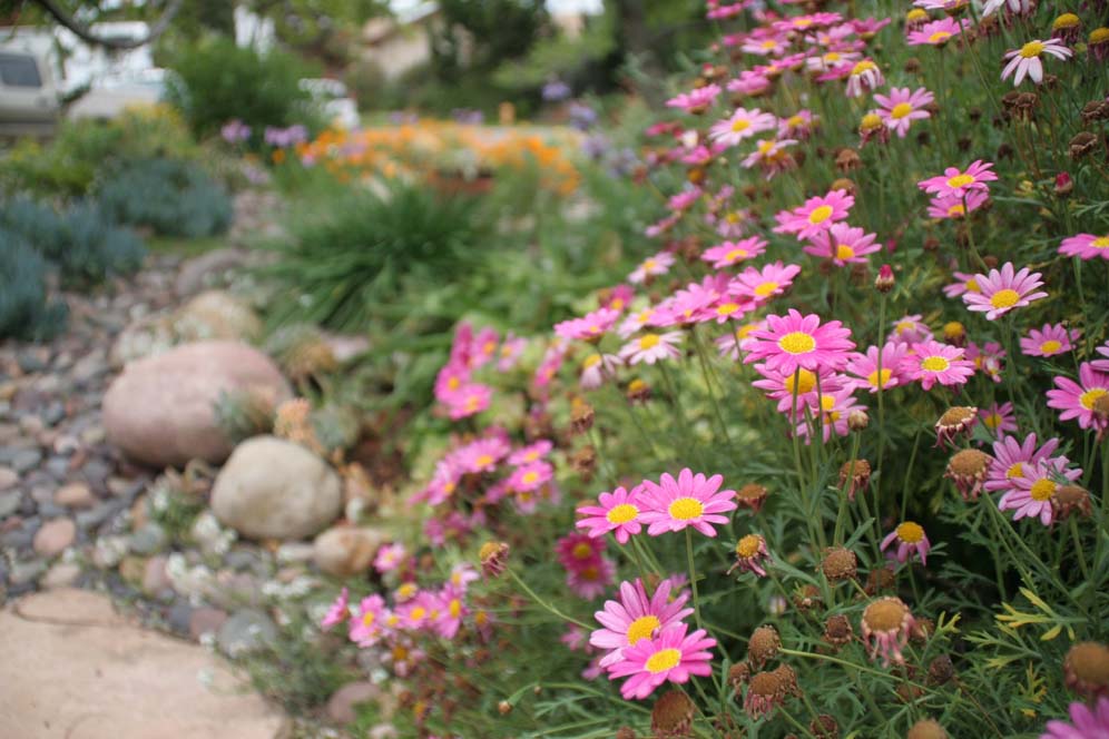 Yellow Dots Surrounded by Pink