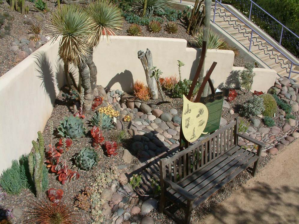 Looking Down on Succulents