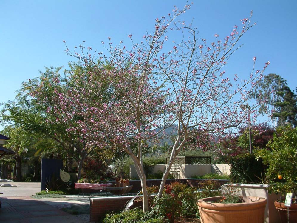 Pink Tree Blooms