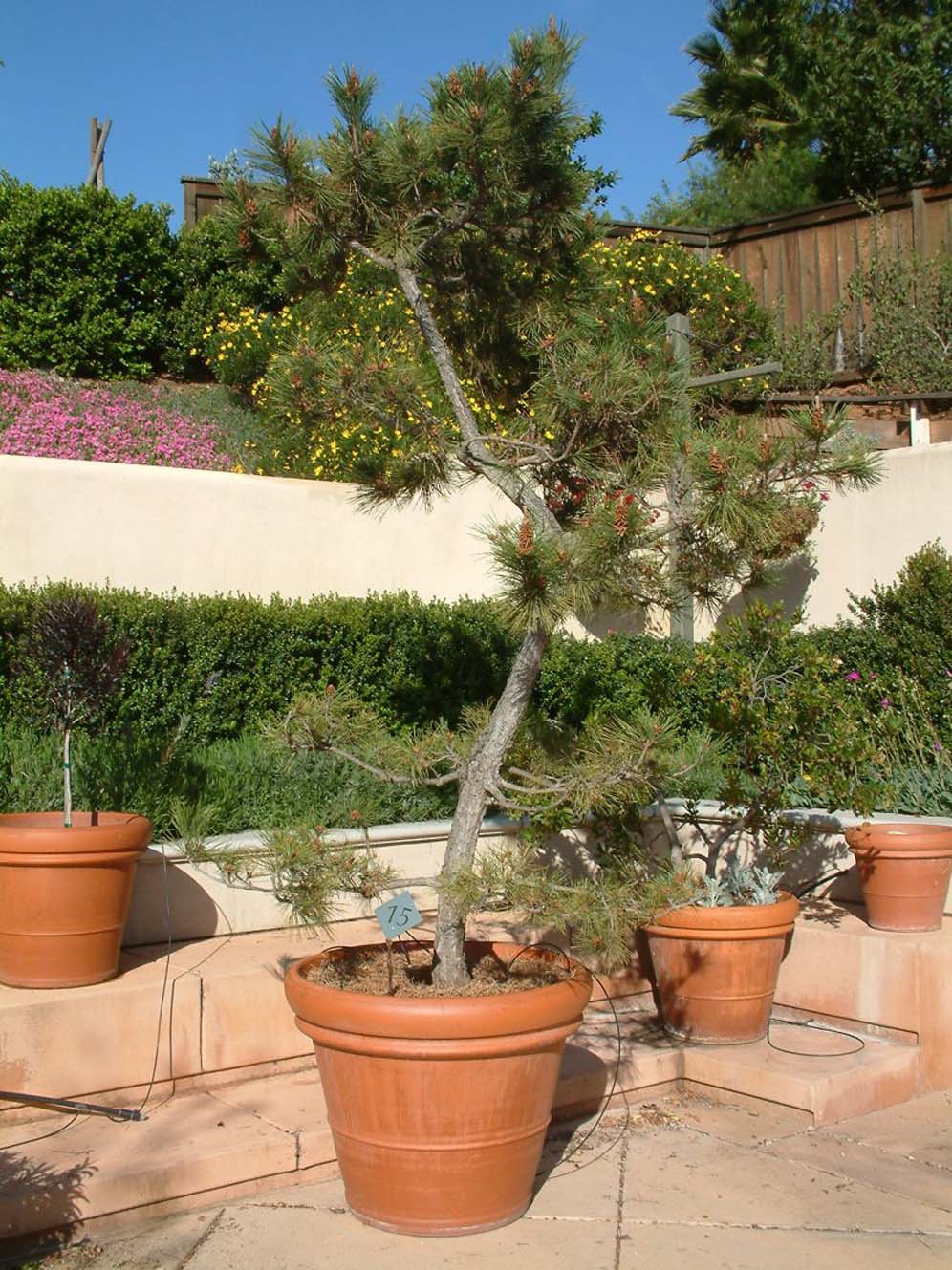 Pine Tree Pot