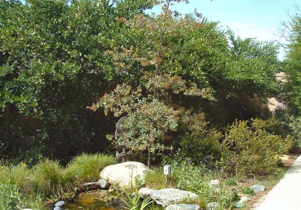 Watering Hole
