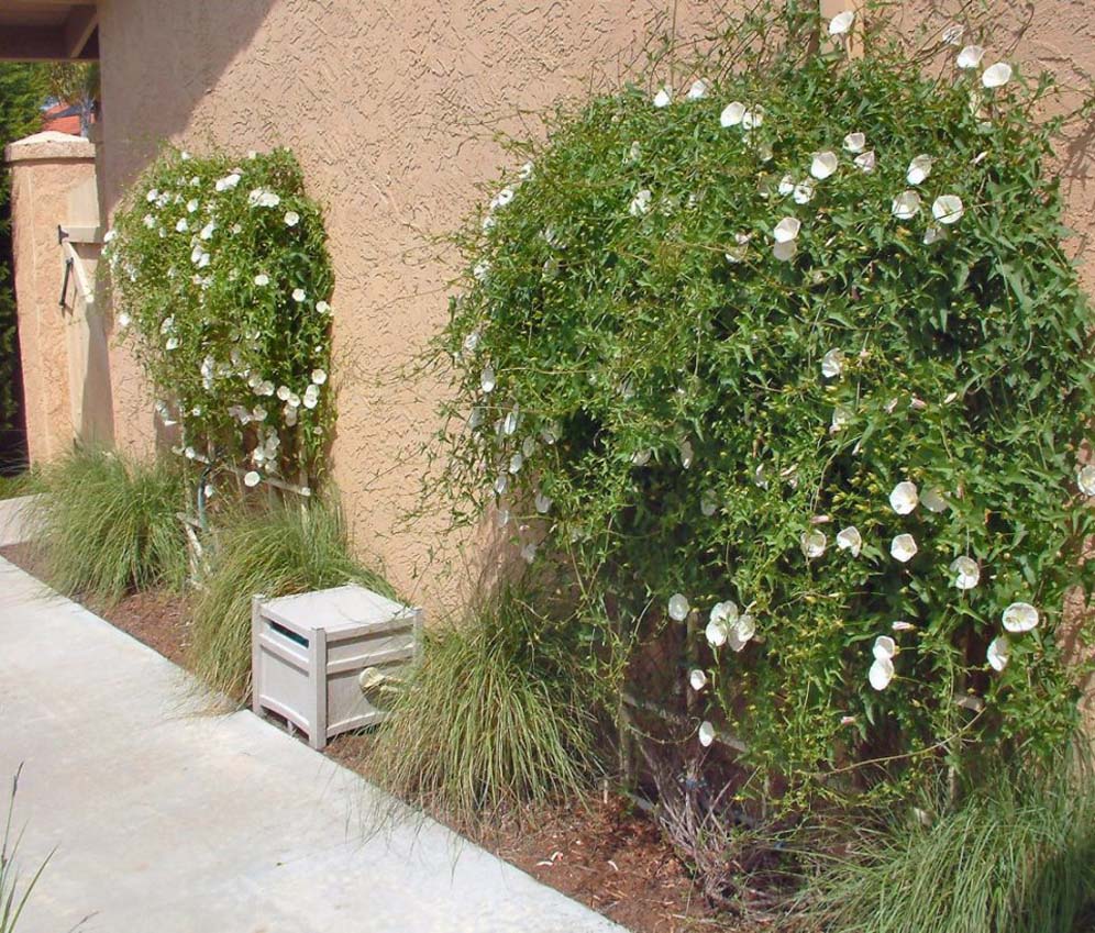 Spots of White