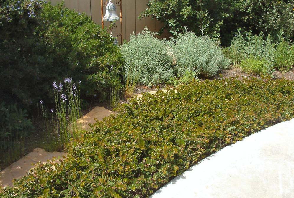 Neatly Pruned Ground Cover