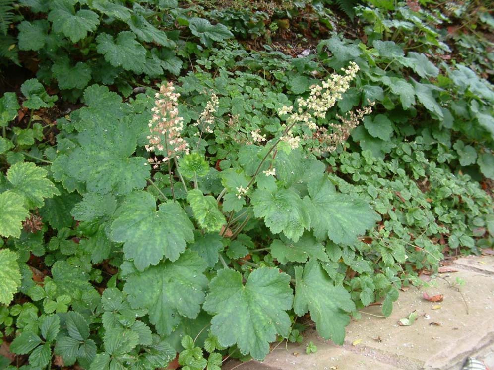 Cal Greek Heuchera Detail