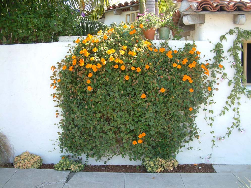 Orange Power