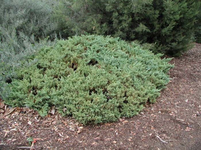 Juniperus procumbens