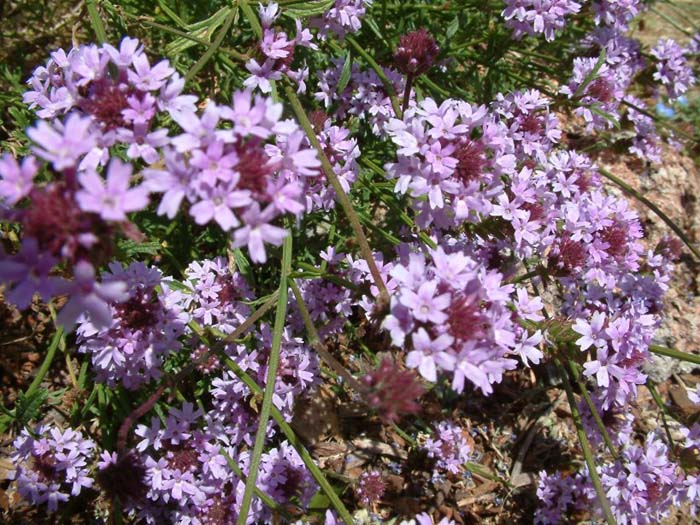 Verbena lilacina 'De La Mina'