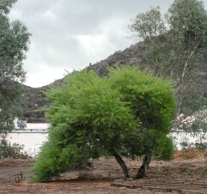 Acacia longifolia