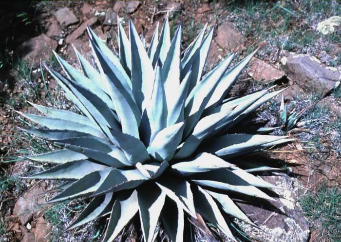 Agave parryi v. couesii