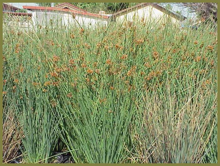 Plant photo of: Juncus effusus pac. 'Quartz Creek'