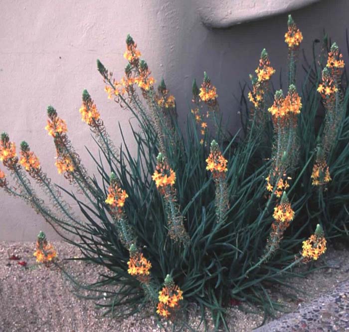 Plant photo of: Bulbine frutescens 'Hallmark'