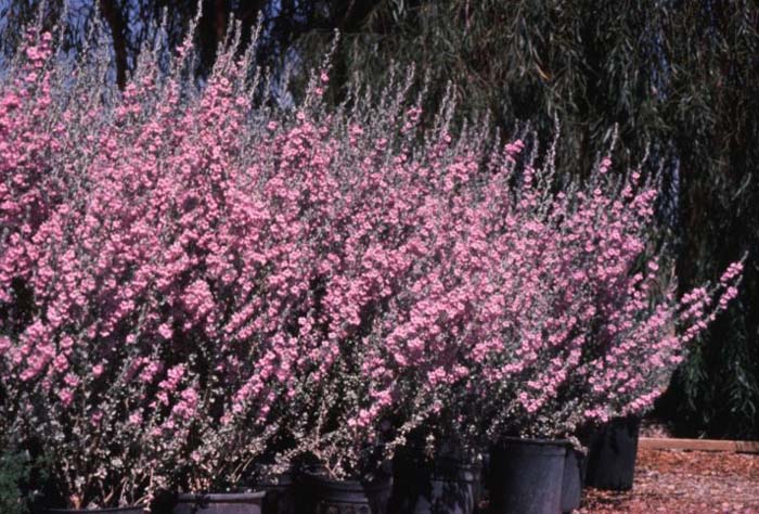 Plant photo of: Leucophyllum frutescens 'Rain Cloud'