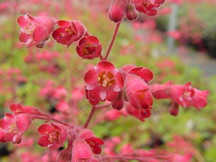 Santa Ana Cardinal Coral Bells