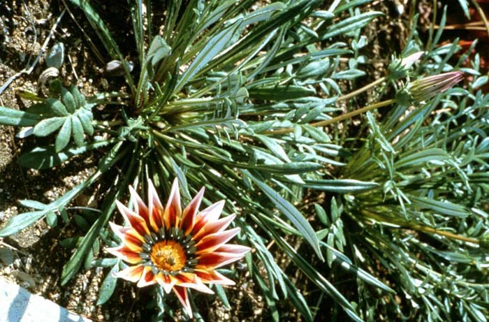 Gazania 'Sunburst'