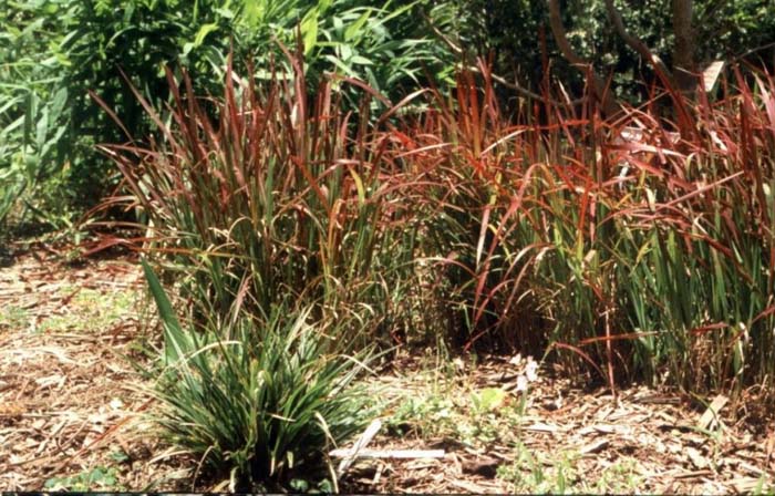 Imperata cylindrica 'Rubra'