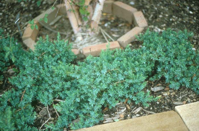 Juniperus conferta 'Blue Pacific'