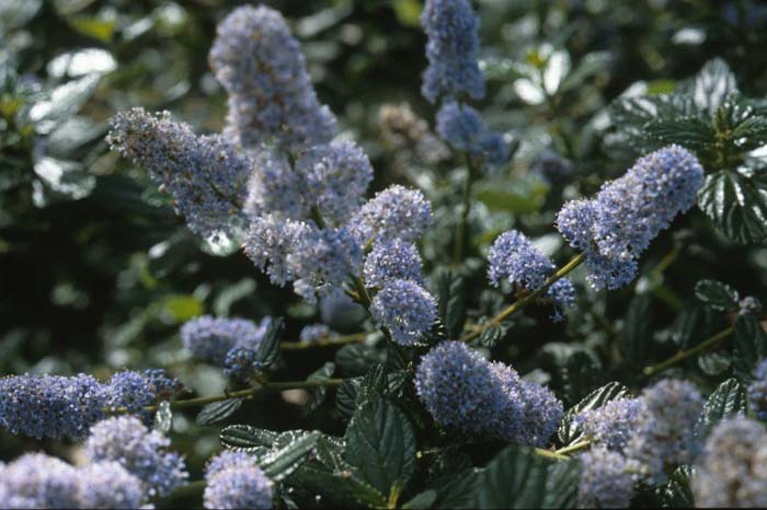 Ceanothus griseus horizontalis