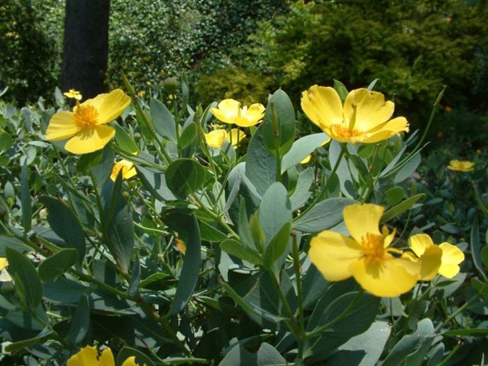 Island Bush Poppy