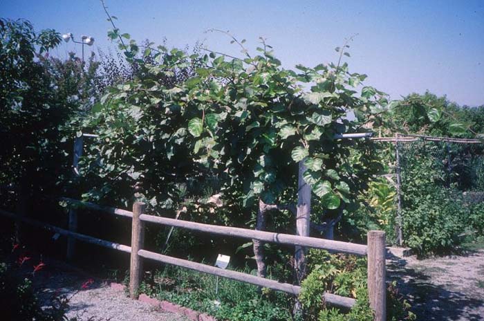 Actinidia chinensis