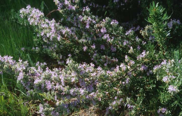 Majorica Pink Rosemary