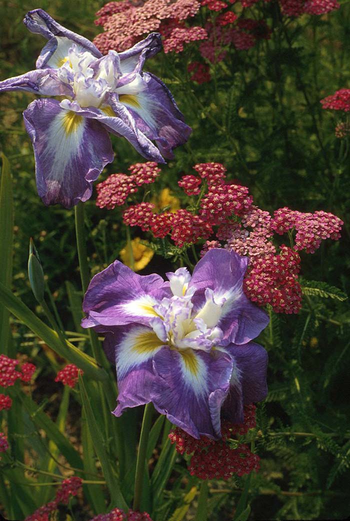 Japanese Iris