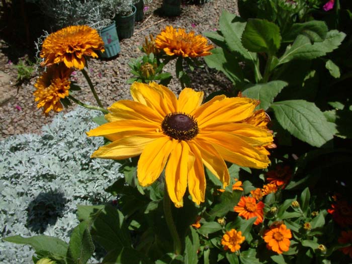 Plant photo of: Rudbeckia hirta 'Indian Summer'