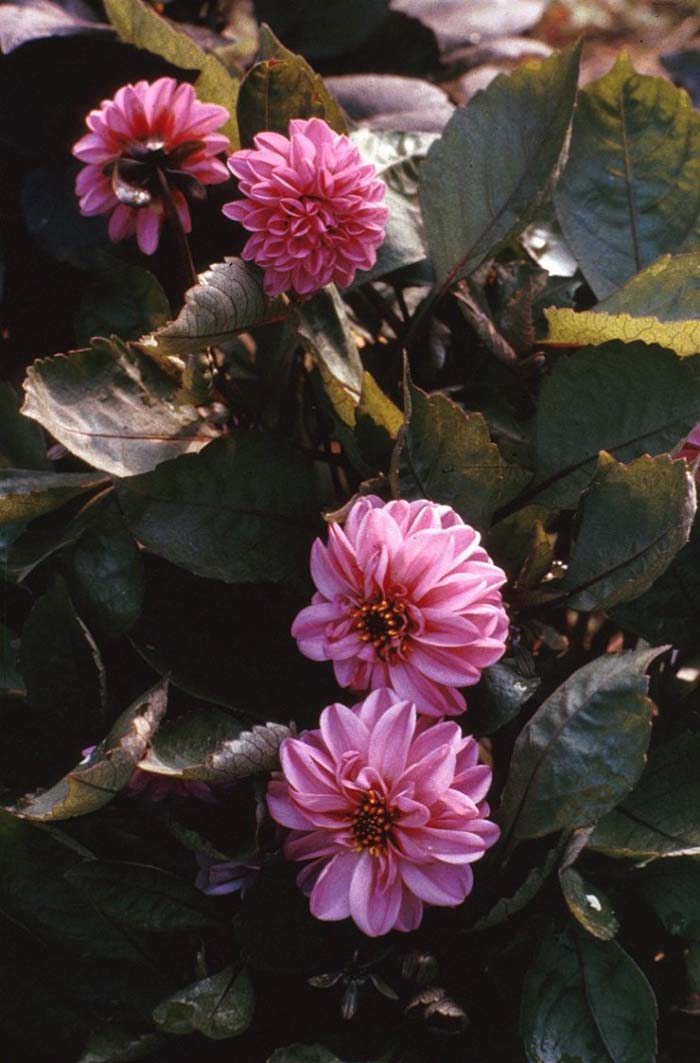 Plant photo of: Dahlia merckii