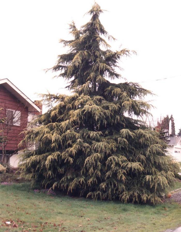 Plant photo of: Cedrus deodara 'Aurea'