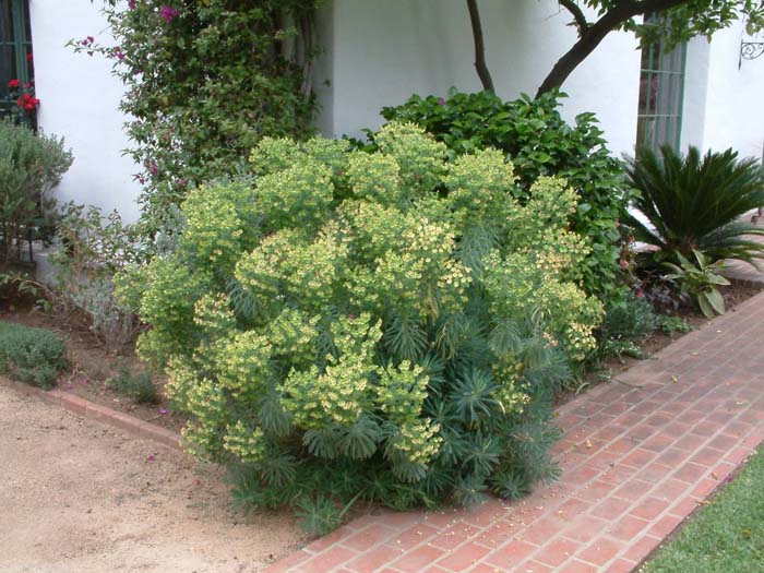 Euphorbia characias