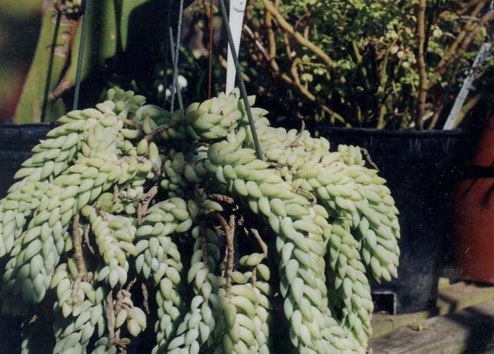 Miniature Jade Plant