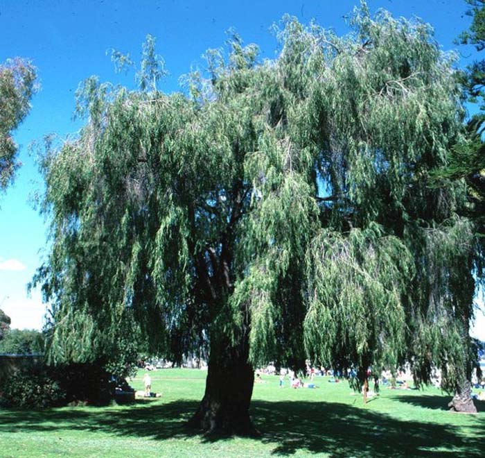 Plant photo of: Agonis flexuosa