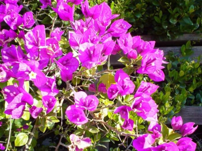 Bougainvillea 'Brasiliensis'