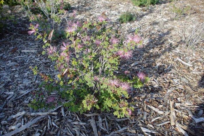 Calliandra eriophylla