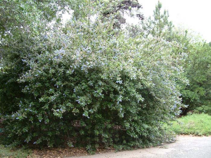 Plant photo of: Ceanothus 'Joyce Coulter'