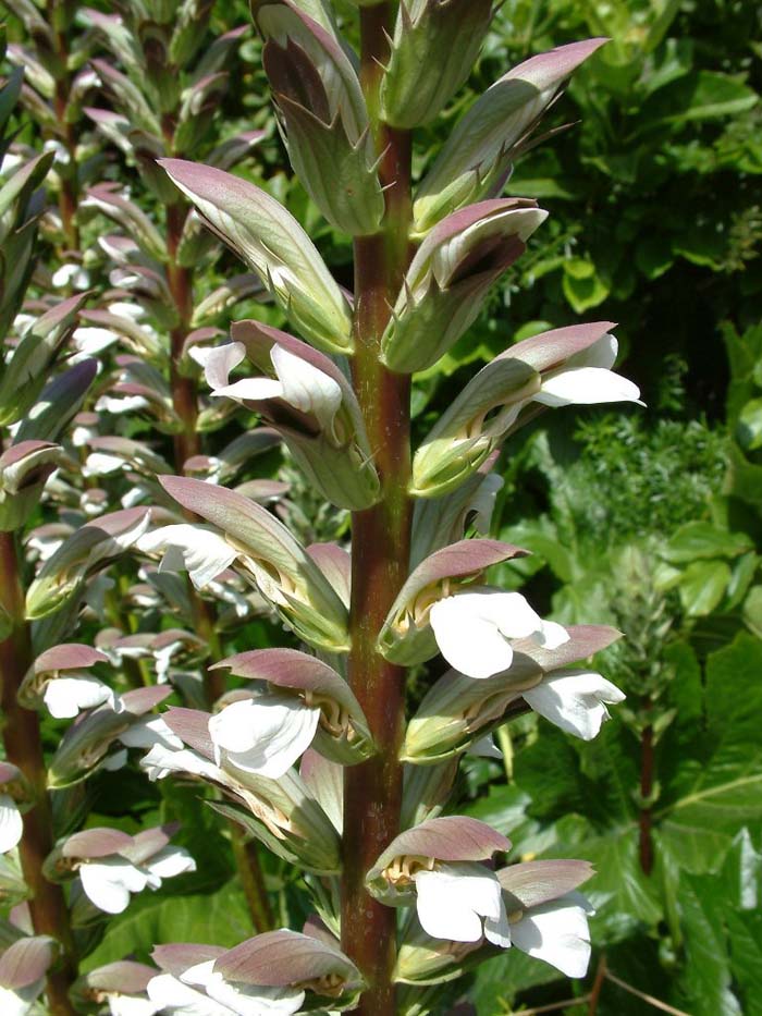 Acanthus mollis