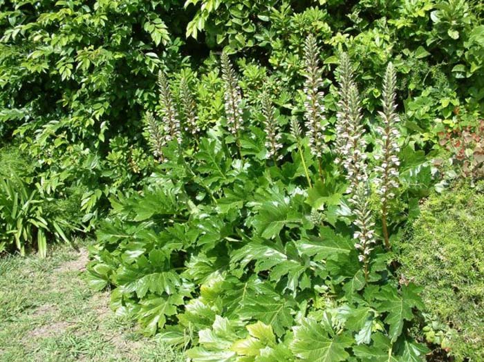 Plant photo of: Acanthus mollis