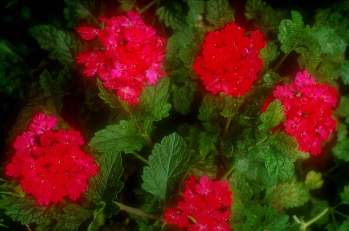 Verbena canadensis