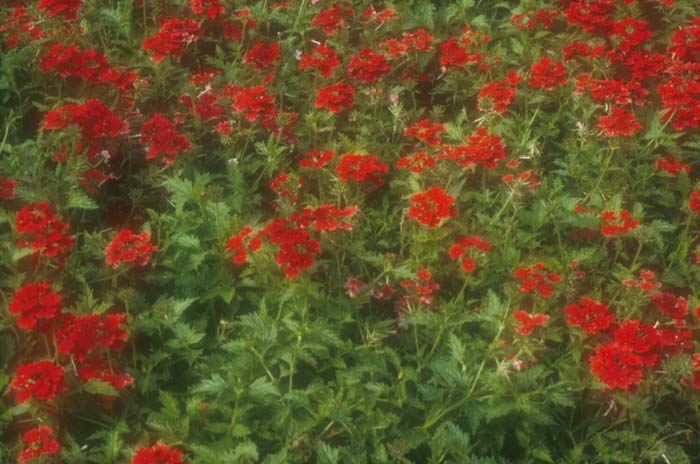 Plant photo of: Verbena canadensis