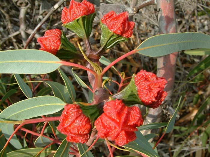 Eucalyptus erythrocorys