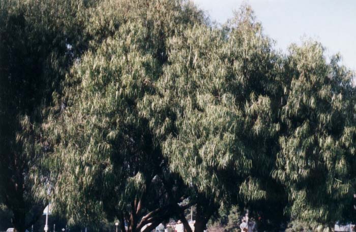 Australian Willow, Wilga