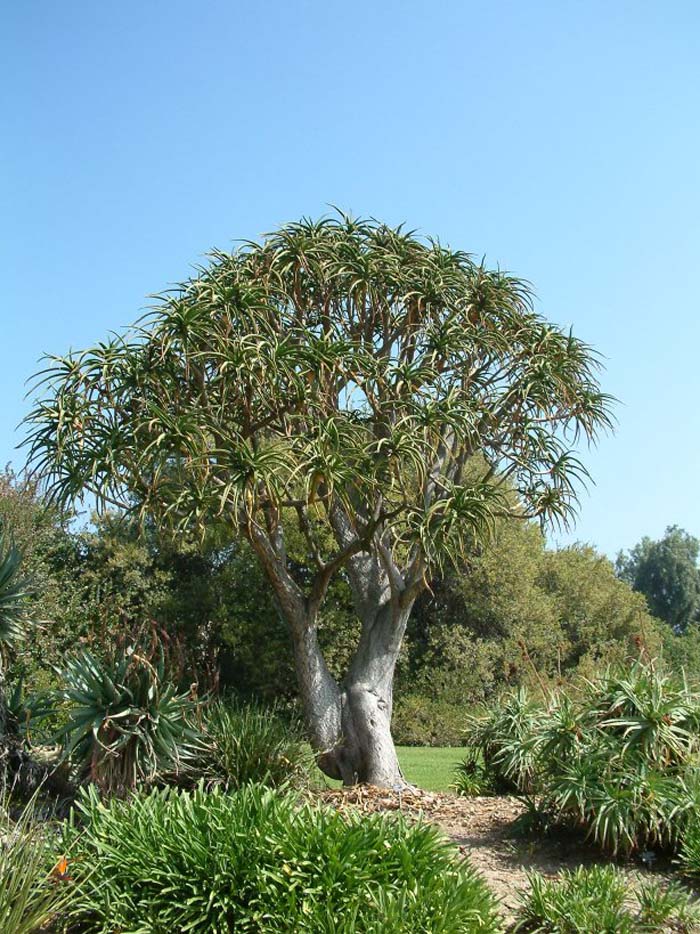 Plant photo of: Aloe baineseii