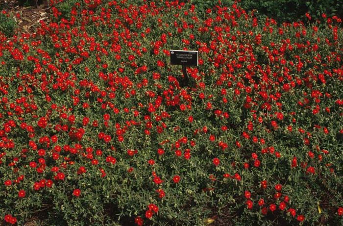 Helianthemum nummularium