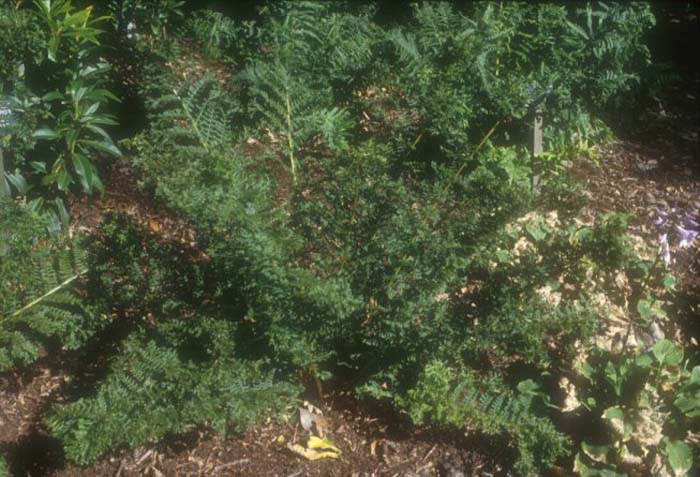 Plant photo of: Athyrium filix-femina