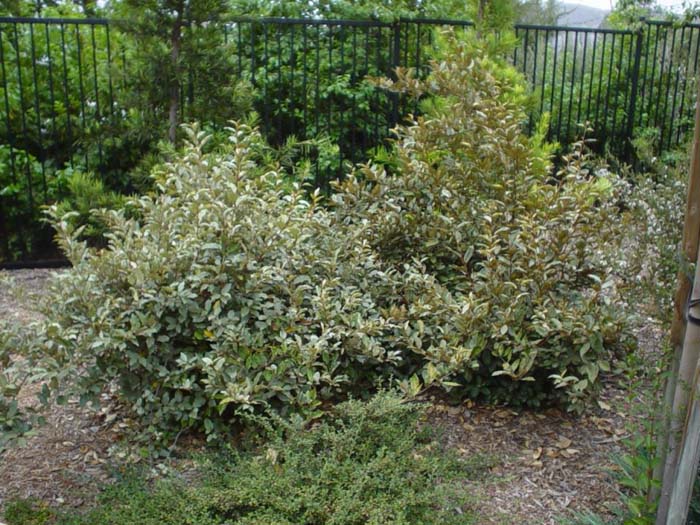 Elaeagnus pungens 'Fruitlandii'