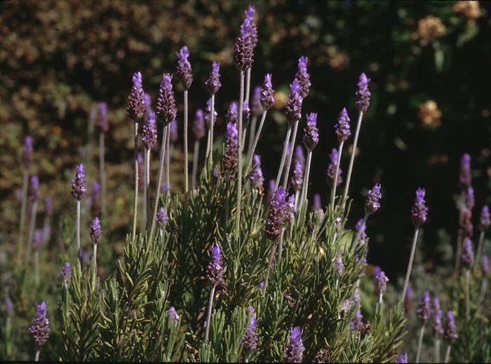 French Lavender, Toothed Lavender