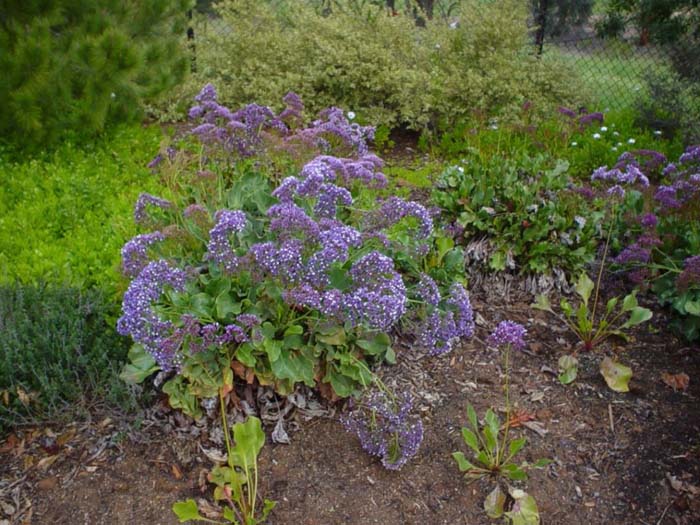 Sea Lavender, Statice