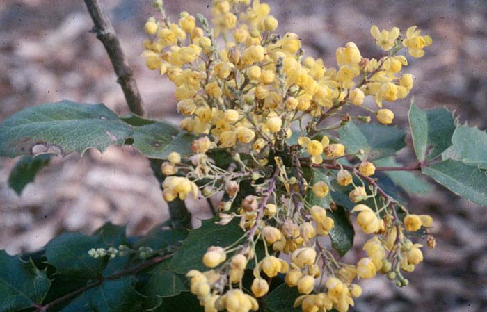 Plant photo of: Mahonia 'Golden Abundance'