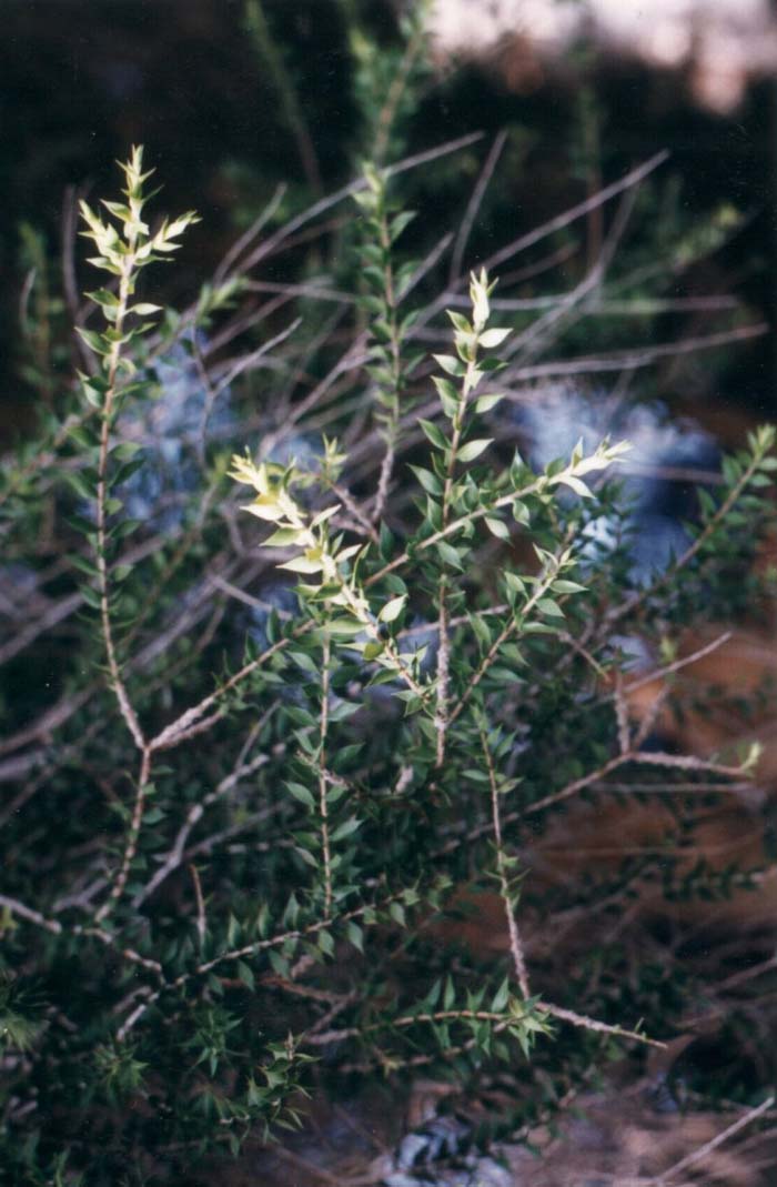 Plant photo of: Melaleuca stypheliodes